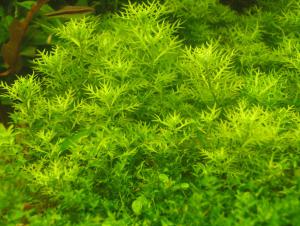 gallery_10001_838_202406.jpg