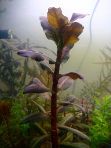 gallery_10001_838_49677.jpg