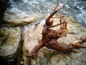 gallery_11186_662_1074.jpg