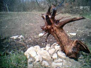 gallery_11186_662_27826.jpg