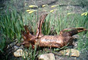 gallery_11186_662_42277.jpg