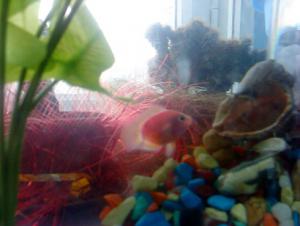 gallery_15856_879_35151.jpg