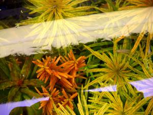 gallery_10001_838_106656.jpg