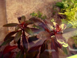 gallery_10001_838_121892.jpg