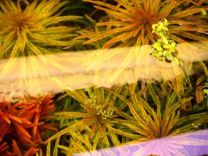 gallery_10001_838_227913.jpg