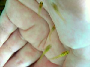 gallery_7576_878_105551.jpg