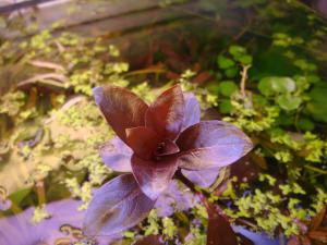 gallery_10001_838_103444.jpg
