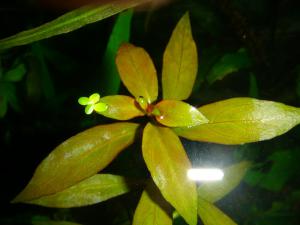 gallery_10001_838_144227.jpg