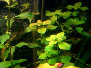 gallery_10001_838_177280.jpg