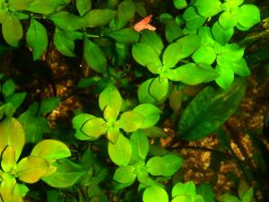 gallery_10001_838_212413.jpg