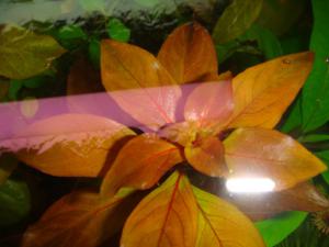 gallery_10001_838_31472.jpg