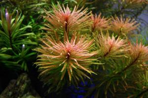 gallery_10001_838_68837.jpg
