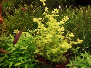 gallery_13203_887_173426.jpg