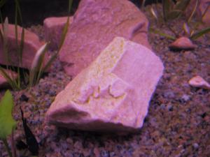 gallery_14151_819_842432.jpg