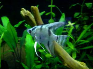gallery_16026_900_313360.jpg