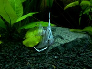 gallery_16026_900_87040.jpg