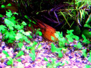 gallery_7576_878_10393.jpg