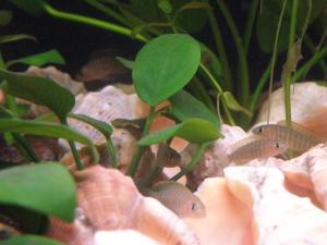 gallery_15751_894_137096.jpg