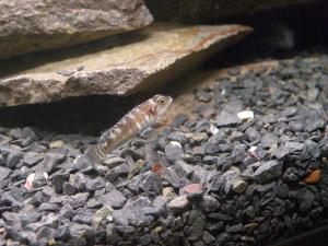 gallery_15751_894_146269.jpg