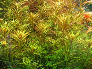 gallery_10001_838_158256.jpg