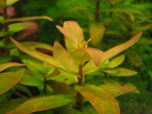 gallery_10001_838_21201.jpg