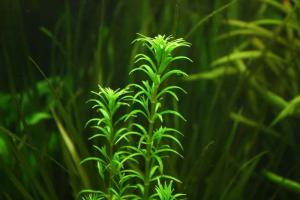 gallery_10001_838_35187.jpg