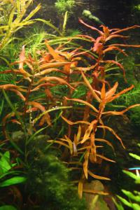gallery_10001_838_66461.jpg