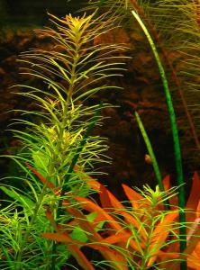 gallery_10001_838_73646.jpg