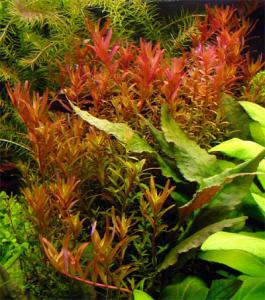 gallery_10001_838_9512.jpg