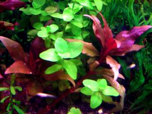 gallery_7576_878_160187.jpg
