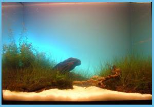 gallery_11574_579_25766.jpg