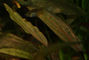 gallery_10157_557_1105394.jpg