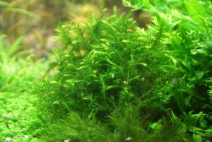 gallery_10157_557_2441469.jpg