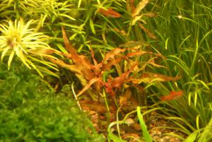 gallery_10157_557_2952812.jpg