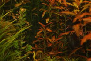 gallery_10157_557_3352836.jpg