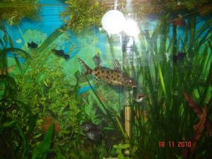 gallery_6988_927_21599.jpg