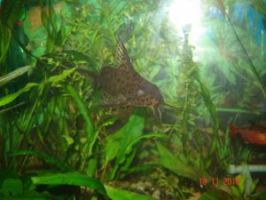 gallery_6988_927_23292.jpg
