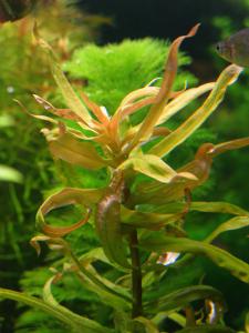 gallery_10001_838_118775.jpg