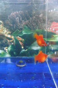 gallery_16163_936_1235721.jpg