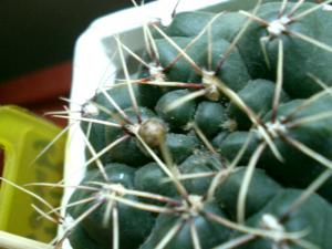 gallery_7576_850_45611.jpg