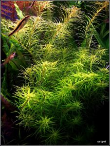 gallery_13203_887_159566.jpg