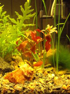 gallery_15050_957_111431.jpg