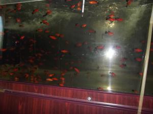 gallery_15909_977_259436.jpg