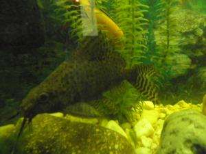 gallery_16689_988_3172788.jpg