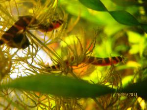 gallery_15687_996_44843.jpg