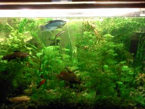 gallery_16819_1004_781505.jpg