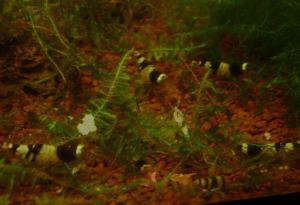 gallery_9676_1021_201265.jpg