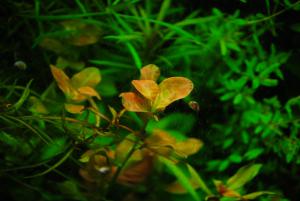 gallery_9883_454_114653.jpg