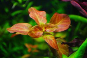 gallery_9883_454_159971.jpg