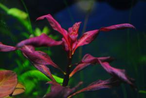 gallery_9883_454_181154.jpg